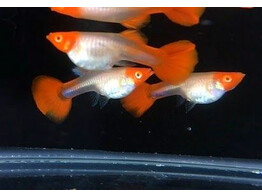 P. reticulata / Guppy female Red Nose Clown L-XL