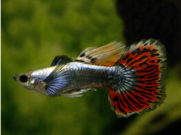 Poecilia r. Guppy male  Platinum Red Cobra Tuxedo Dumbo Ear L