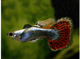 Poecilia r. Guppy male  Platinum Red Cobra Tuxedo Dumbo Ear L