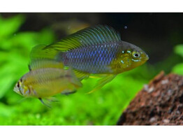 APISTOGRAMMA BORELLII 2 5-3