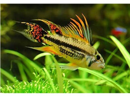 APISTOGRAMMA CACATUOIDES 3-4