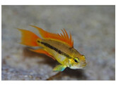 APISTOGRAMMA CACATUOIDES ORANGE XL