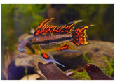 APISTOGRAMMA CACATUOIDES DOUBLE RED male 3-4