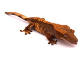 Correlophus ciliatus Crested Gecko Brindle Nakweek / ElevageS