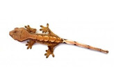 Correlophus ciliatus Crested Gecko Harlekin Nakweek / ElevageS-M