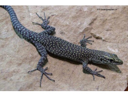 Dalmatolacerta oxycephala Sharp-snouted Rock Lizard Nakweek / ElevageS