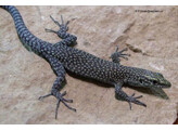 Dalmatolacerta oxycephala Sharp-snouted Rock Lizard Nakweek / Elevage S-M