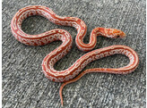 Pantherophis guttatus Cornsnake Hypo Sunkissed Tessera Nakweek / Elevage S