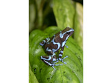 Dendrobates auratus Dartfrog Super Blue Nakweek / ElevageS-M