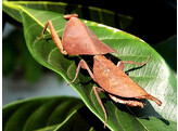 Deroplatys desiccata Malaysian Dead Leaf Nakweek / Elevage M