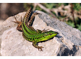 Podarcis siculus paulae Black and Blue Wall Lizard Nakweek / Elevage S