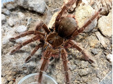 Theraphosa blondi Goliath Birdeater true one Nakweek / ElevageS