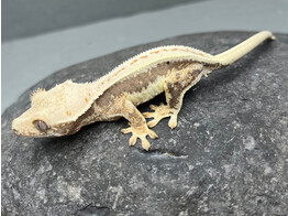 Correlophus ciliatus Crested Gecko Lilly White Nakweek / ElevageS-M