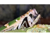 Creobroter sp. Yunnan Michel vL Mantis Nakweek / ElevageS
