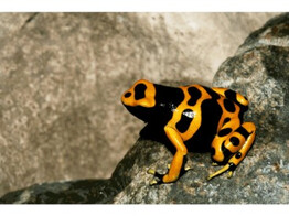 Dendrobates leucomelas Orange banded Dartfrog Nakweek / Elevage S-M