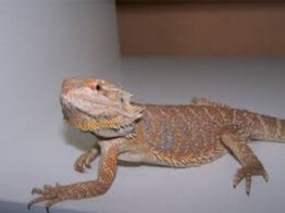 Pogona vitticeps Hypo Translucent Cawley Extrem Red Nakweek / Elevage S