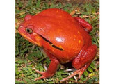 Discophis antongilii Red Tomatofrog Nakweek/Elevage S-M