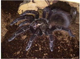 Pamphobeteus machala Fir Tree Tarantula Nakweek / Elevage M