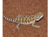 Pogona henrylawsoni Rankin s Dragon Nakweek / Elevage S