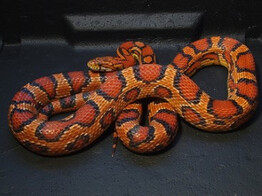 Pantherophis guttatus Okeetee Corn Snake Nakweek / Elevage  S