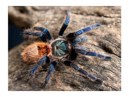 Chromatopelma cyanopubescens Orange Bottle Blue Tarantula Nakweek / Elevage M-L