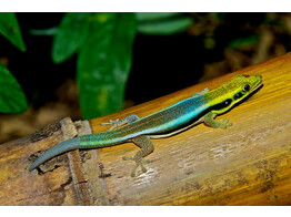 Phelsuma klemmeri Blue Bamboo Day Gecko small-medium Nakweek / Elevage S-M