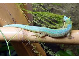 Phelsuma robertmertensi Merten s Phelsuma Nakweek / Elevage S-M