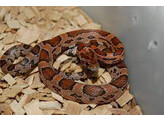 Pantherophis guttatus Cornsnake Chestnut Nakweek / Elevage S