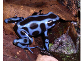 Dendrobates auratus Dartfrog Blue Nakweek / Elevage S-M