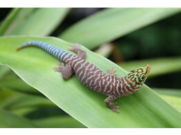 Phelsuma standingi Standing s day gecko Nakweek / ElevageS