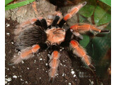 Brachypelma boehmei Boehmes Red Leg Tarantula Nakweek / Elevage SM