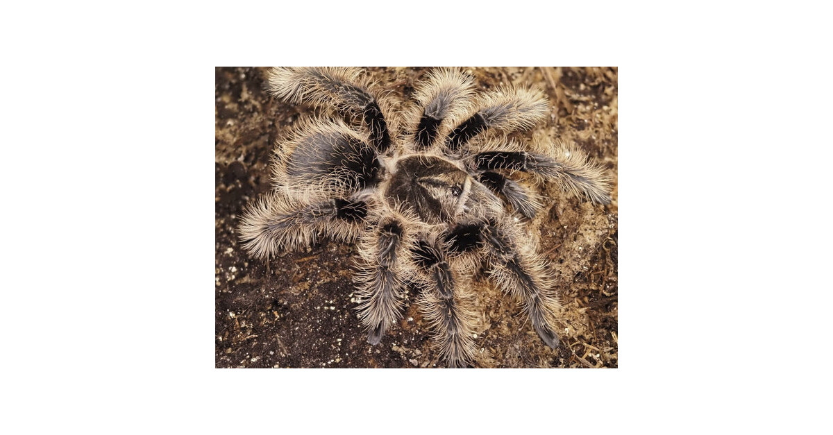 Tliltocatl Albopilosum Curly Hair Tarantula Nakweek / Elevage M ...