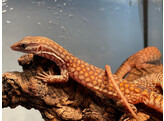 Varanus acanthurus Red Ackie x Rare Earth Nakweek / Elevage M-L