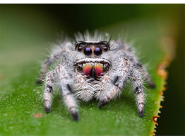 Phidippus regius  Jumping Spider Bahamas Nakweek / Elevage S-M