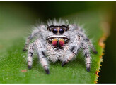 Phidippus regius  Jumping Spider Bahamas Nakweek / Elevage S-M