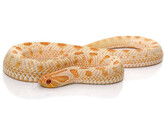 Heterodon nasicus Hognose Snake Albino Conda Nakweek / ElevageS