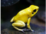 Phyllobates terribilis Black Foot Tesoros Nakweek / ElevageS-M