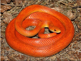 Pantherophis guttatus Cornsnake Hypo Sunkissed  Nakweek / Elevage S