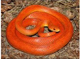 Pantherophis guttatus Cornsnake Hypo Sunkissed  Nakweek / Elevage S