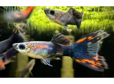 Poecilia reticulata Guppy Male Black Lyre Tail L