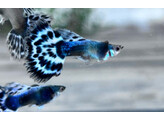 Poecilia reticulata Guppy Male Blue Elephant Half Moon L