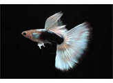 Poecilia reticulata Guppy Male White Tuxedo L