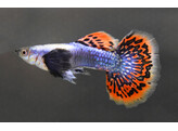 Poecilia reticulata Guppy Male Red Dumbo Half Moon L