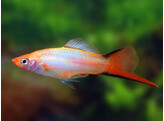 Xiphophorus helleri  Xipho Pink Comet L