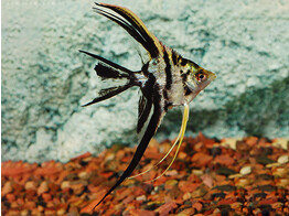 Pterophyllum scalare Long Fin Selected XL