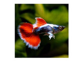 Poecilia reticulata Guppy Male Santa Claus L