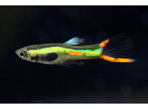 Poecilia reticulata Guppy Endler Male Green L