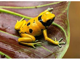 Dendrobates leucomelas Dartfrog Bolivar Gold Nakweek / Elevage S-M