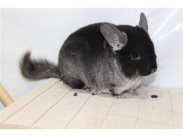 Chinchilla Black Velvet Man / Black Velvet Male