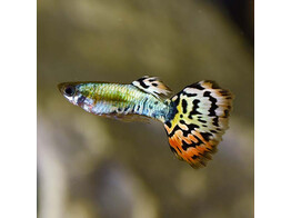 Poecilia reticulata Guppy Male Leopard Cobra L